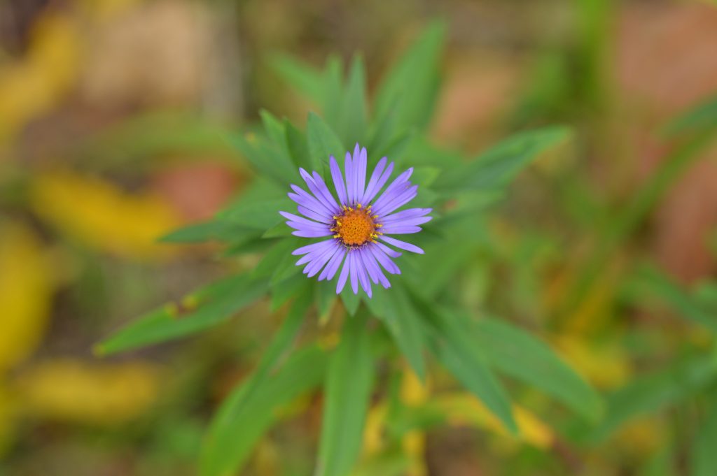 purple flower in front of green leaves