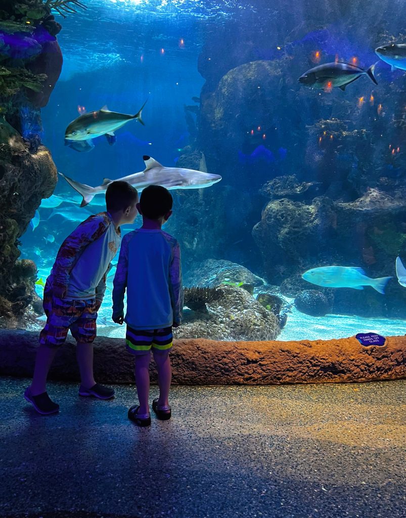 Two boys standing in front of shark aquarium