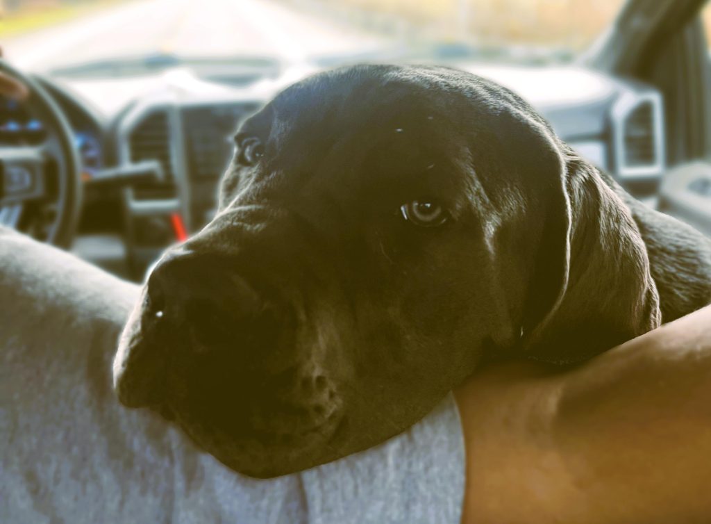 Dog leaning on the arm of a driver in a truck