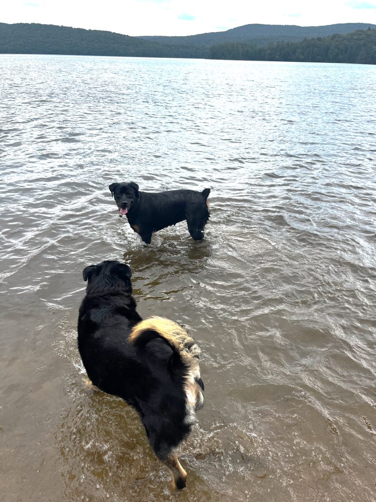 two black dogs swimming in a lake with mountains behind them